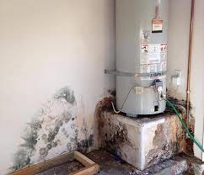 Mold Inspections