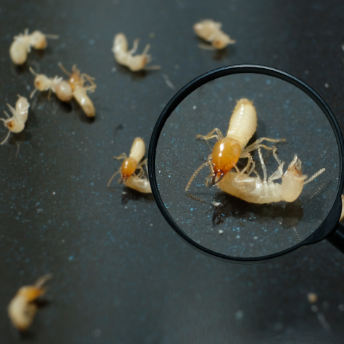 Termite Pest